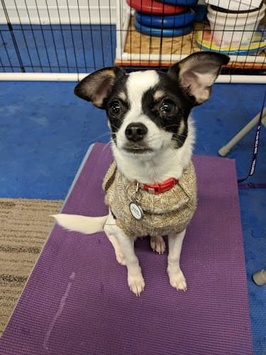 Dog trainer Embarking Dogs Bellingham