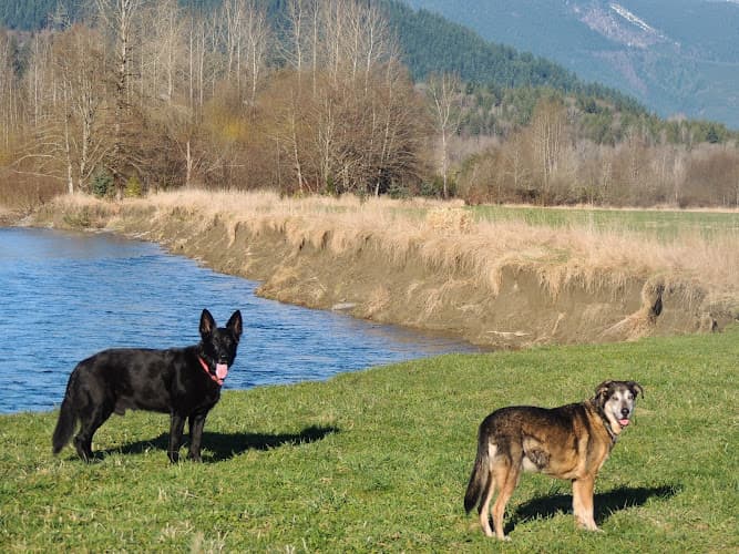 Dog trainer Evergreen School For Dogs Kent