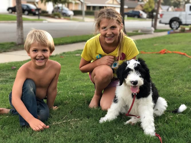 Dog trainer Falco K9 Academy Norwalk