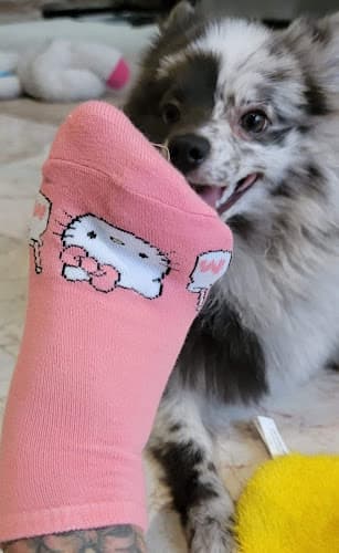 Dog trainer Five Below South Gate