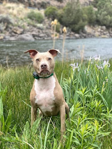 Dog trainer Flash Dog Training, LLC Bend