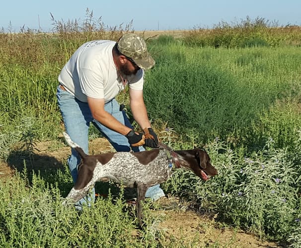 Dog trainer Fongeo Kennels Bakersfield