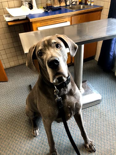 Dog trainer Fountain Veterinary Hospital Bellingham