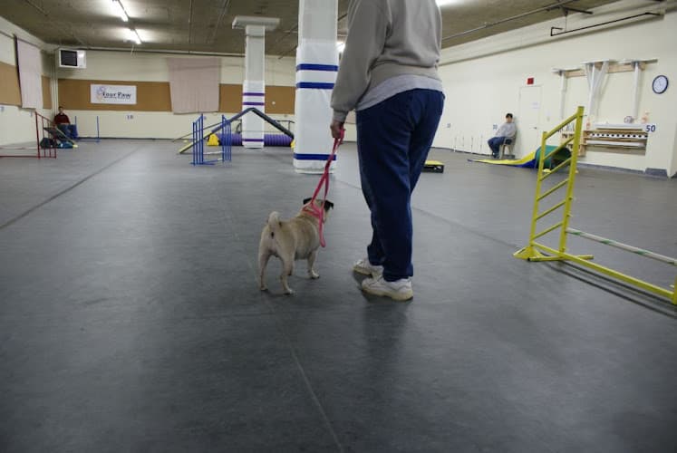 Dog trainer Four Paw Sports Center Seattle
