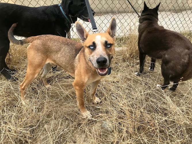 Dog trainer Four Paws Running Pasadena