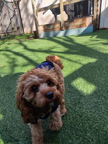 Dog trainer Furball Fitness Dog Camp & Daycare Oakland