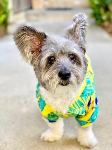 Dog trainer Furrever Friend Westminster