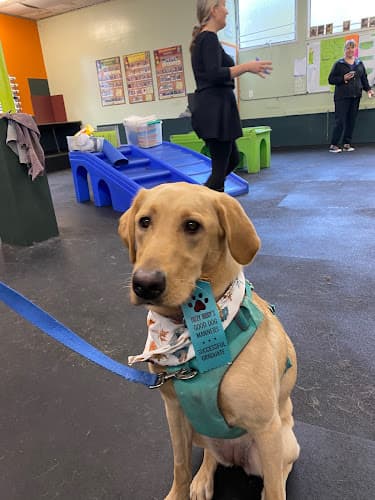Dog trainer Fuzzy Buddy's Dog Daycare and Dog Training Seattle