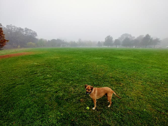 Dog trainer Galvin Community Park Santa Rosa