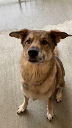 Dog trainer George & Friends Dog Training Portland, Oregon Hillsboro