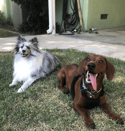 Dog trainer Get Down Dog Training Los Angeles