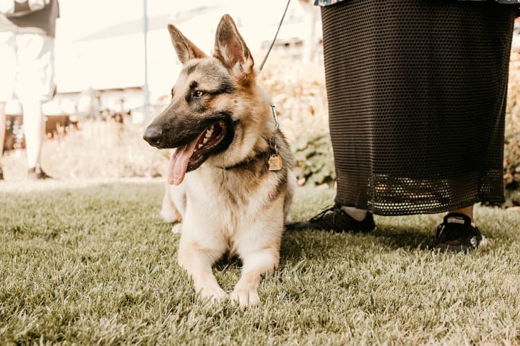 Dog trainer Gold Hill Canine Roseville