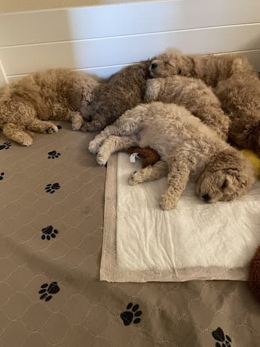 Dog trainer Goodenough’s GoldenDoodles Elk Grove