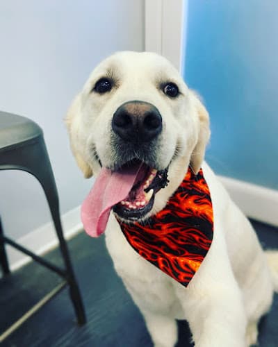 Dog trainer Groomswell Canine Salon Carlsbad