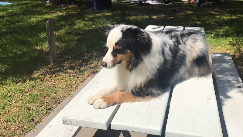 Dog trainer Hakuna Matata Dog Training Lancaster