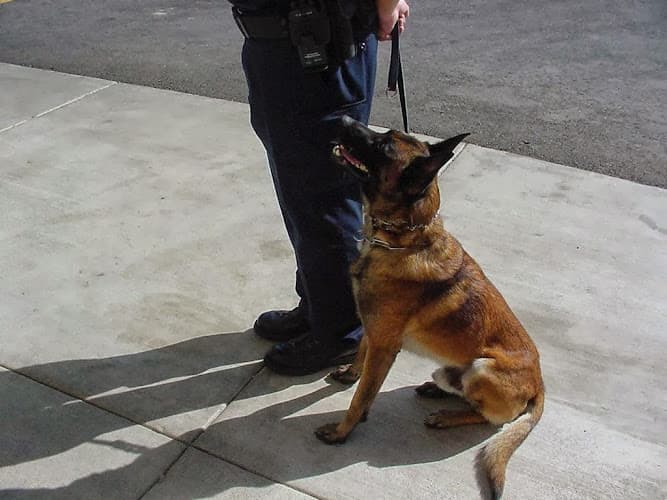 Dog trainer Happy Dog Basic Obedience Clovis