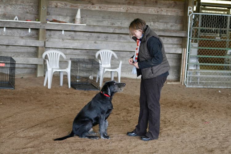 Dog trainer Happy Dog Institute Kent