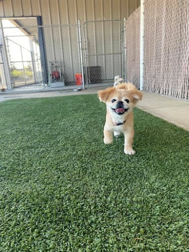 Dog trainer Happy Tails Pet Resort Visalia