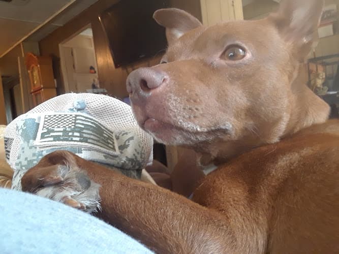 Dog trainer Happy Tails Redding