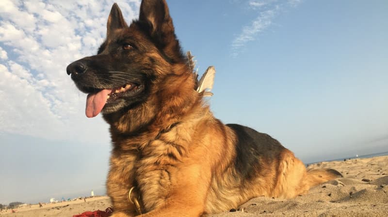 Dog trainer Harnessing Potential Dog Training San Jose