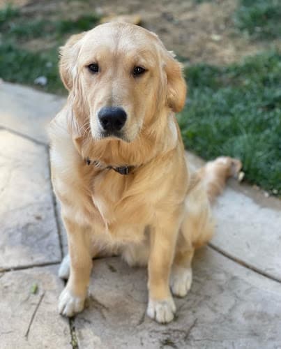 Dog trainer heidipaws.com Simi Valley