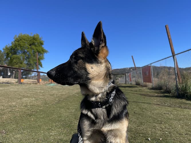 Dog trainer HellaK9s Madhaus El Cajon