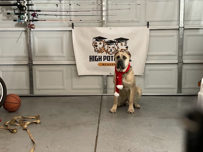 Dog trainer High Potential Academy Stockton