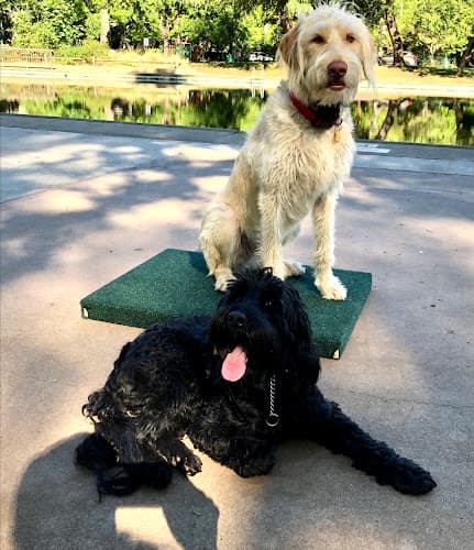 Dog trainer High Tail Dog Training Chico