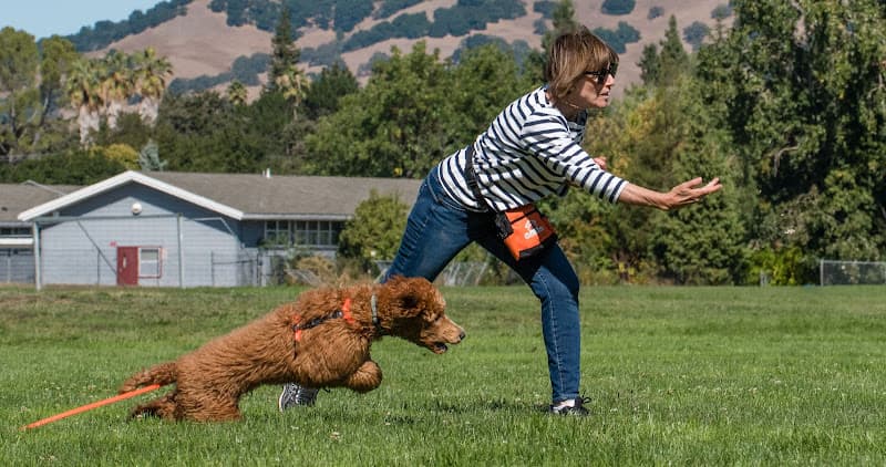 Dog trainer Hillary's Hound House Richmond