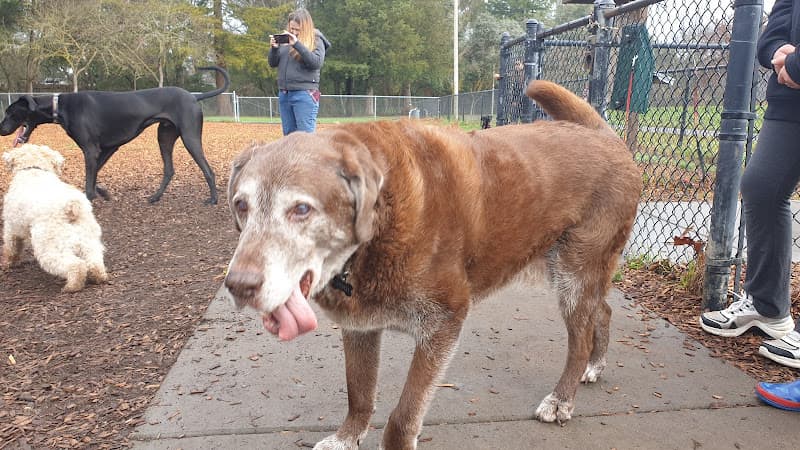 Dog trainer Hilliard Comstock Northwest Community Dog Park Santa Rosa