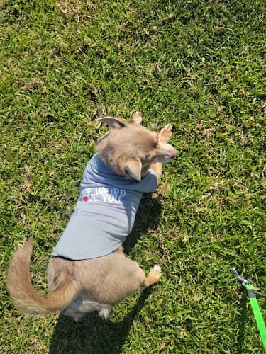 Dog trainer Hollydale Regional Park South Gate