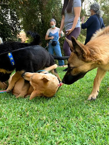 Dog trainer Hollywood Dog Obedience Club Los Angeles