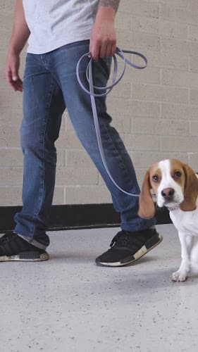 Dog trainer HUDSON'S CANINE KENNELS Norwalk