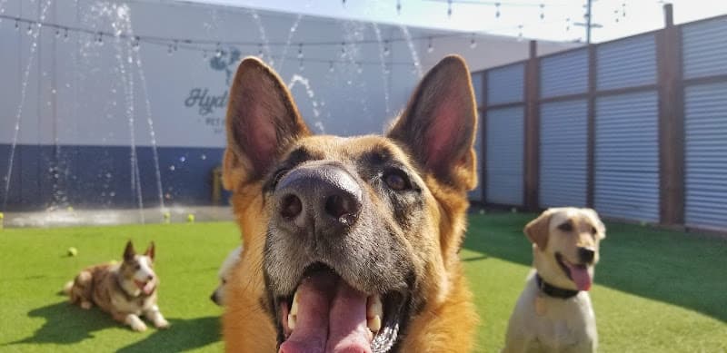Dog trainer HYDRANT Pet Hotel Costa Mesa