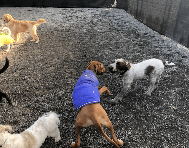 Dog trainer Hyline Hotel for Dogs Bellingham