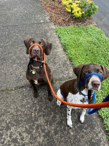 Dog trainer In Home Dog Training Hillsboro