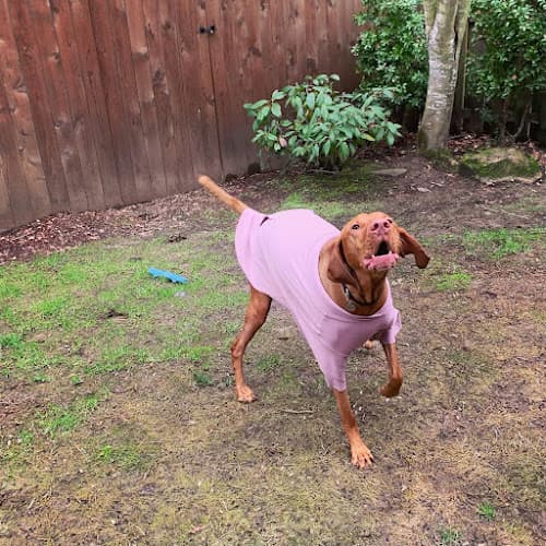 Dog trainer It’s Walkie Time Beaverton