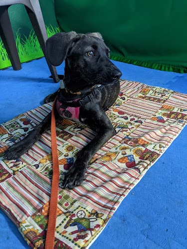 Dog trainer J9's K9s Dog Training Burbank