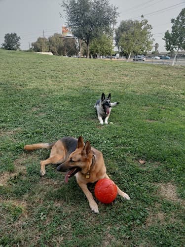 Dog trainer Jacinto Creek Park Elk Grove