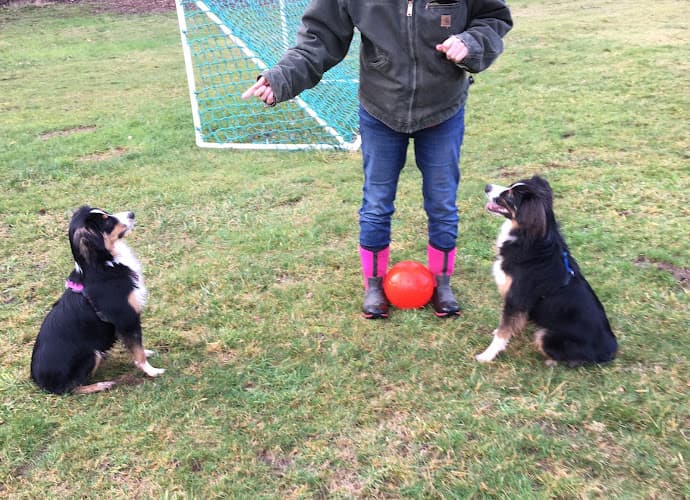 Dog trainer Janine's Super K9s Bellingham