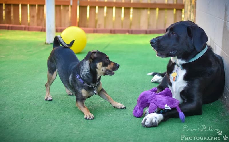 Dog trainer Jax Dog Drop - Bellevue Bellevue