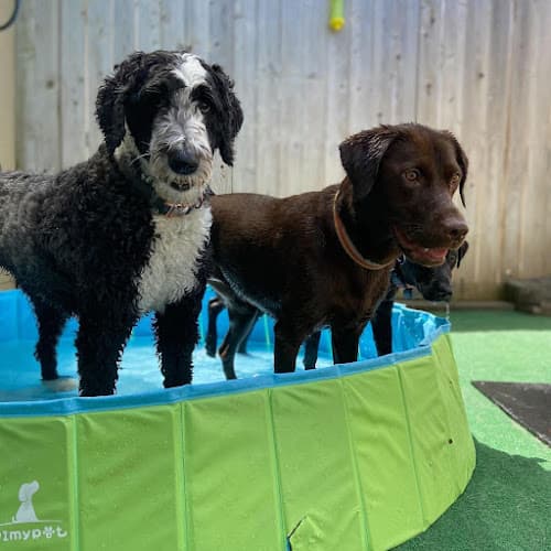 Dog trainer Jax Dog Drop Redmond Bellevue