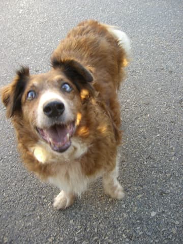 Dog trainer Joan 4 Pets San Francisco