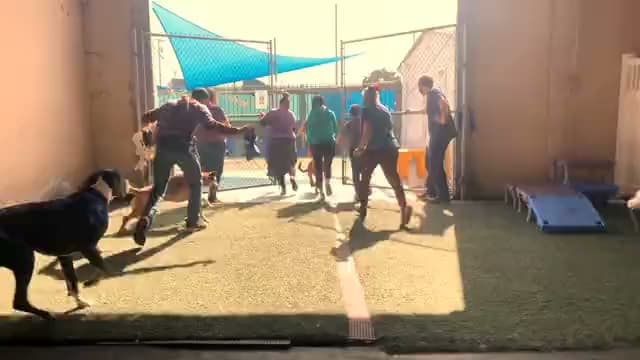 Dog trainer Joyful Paws Hotel Long Beach