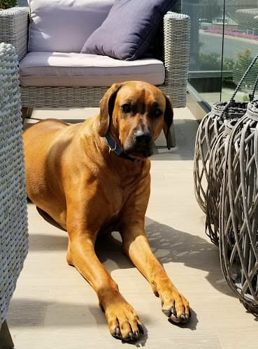 Dog trainer Judy's Dog Care Torrance