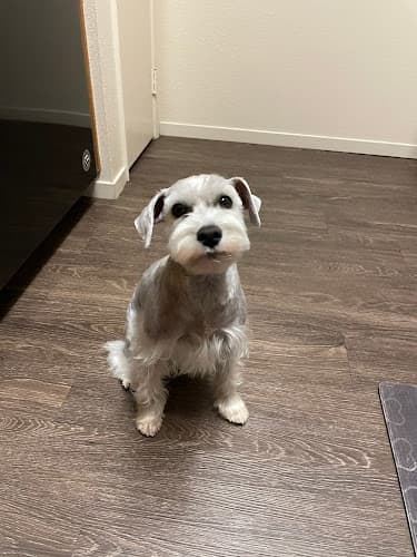 Dog trainer K-911 Pet Salon & Training Center Redding