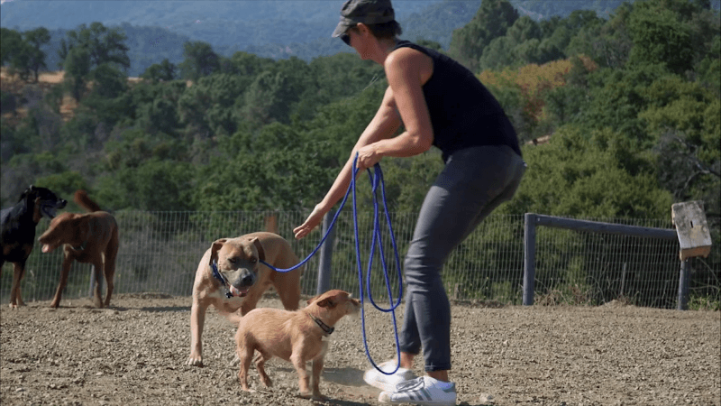 Dog trainer K9 Behavior College Bakersfield