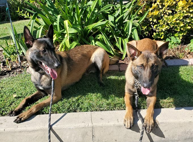 Dog trainer K9-INDIGO HOLISTIC DOG TRAINING (Los Angeles) Los Angeles