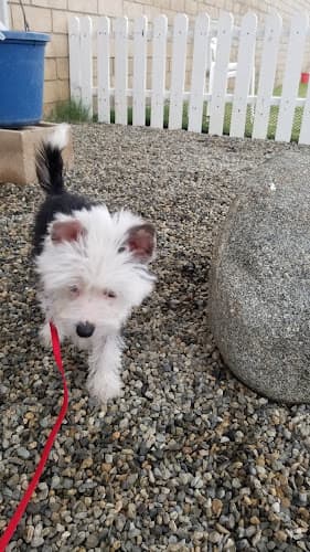 Dog trainer K9 iQ Dog Sports inc Anaheim