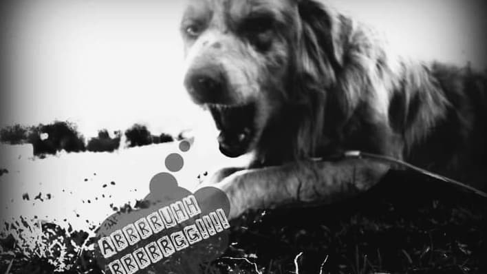 Dog trainer K9 Logistics LLC Anchorage